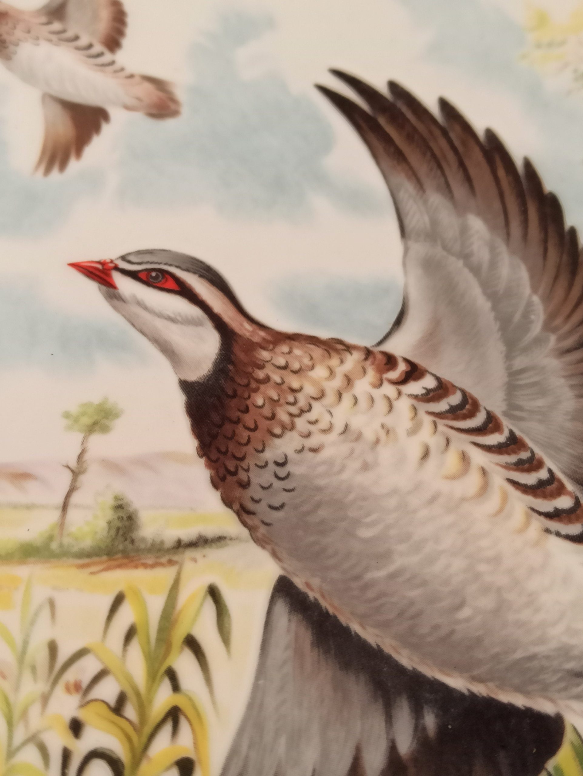 A Pair Royal Grafton Decorative Bird Plates. From A Collection of 4. - Image 7