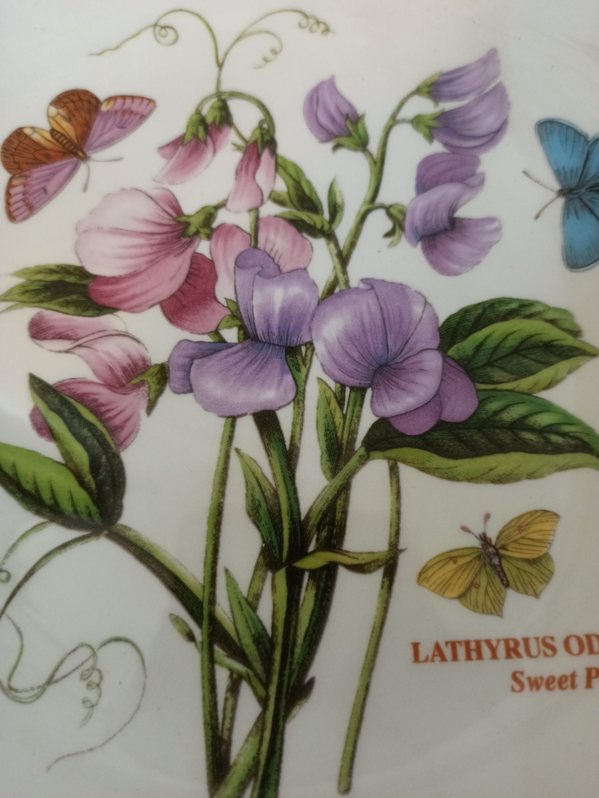 Vintage Portmerion Fruit Bowl. Botanic Gardens. Excellent Condtion. - Image 6